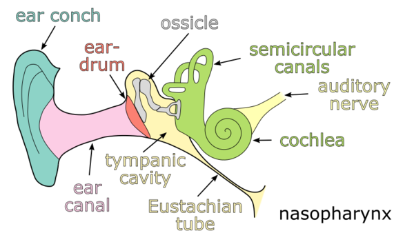 Ear - Taucherpedia